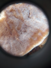 Gloeoporus dichrous