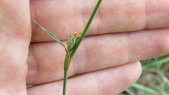 Stylosanthes