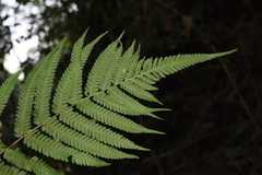 Pseudocyclosorus esquirolii