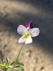 Viola kitaibeliana