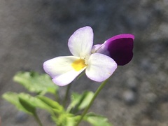 Viola kitaibeliana