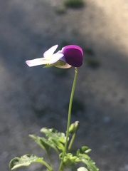 Viola kitaibeliana