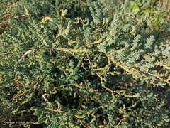 Suaeda pruinosa
