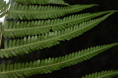 Pseudocyclosorus esquirolii