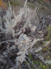 Artemisia mendozana