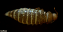 Thylodrias contractus