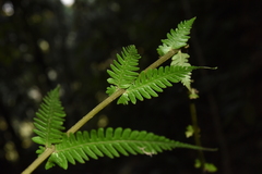 Pseudocyclosorus esquirolii