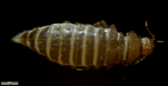 Thylodrias contractus