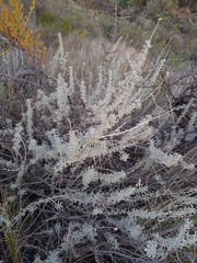 Artemisia mendozana