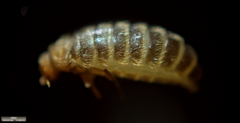 Thylodrias contractus