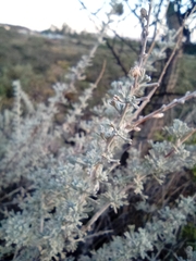 Artemisia mendozana
