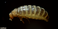 Thylodrias contractus