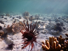 Pterois