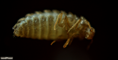 Thylodrias contractus