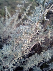 Artemisia mendozana