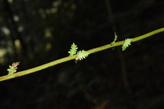 Pseudocyclosorus esquirolii