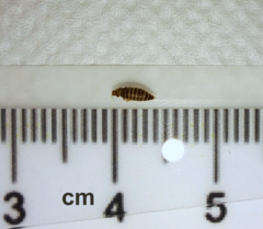 Thylodrias contractus