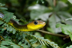 Chironius multiventris