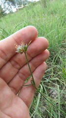 Stylosanthes