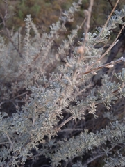 Artemisia mendozana