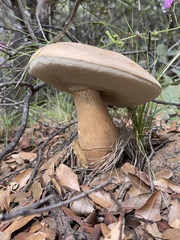 Tylopilus rufobrunneus
