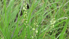 Polygala duarteana