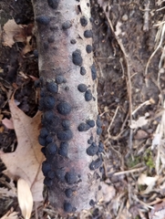 Annulohypoxylon annulatum