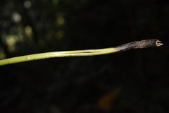 Pseudocyclosorus esquirolii