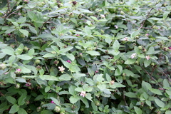 Lantana velutina
