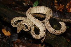 Corallus hortulana