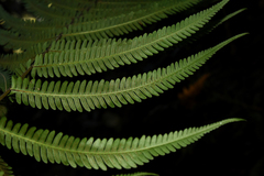 Pseudocyclosorus esquirolii