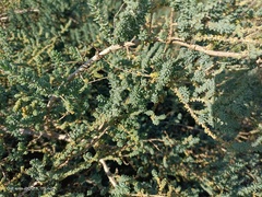 Suaeda pruinosa