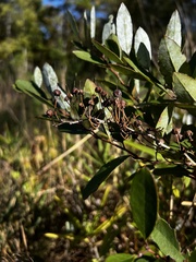 Zenobia pulverulenta