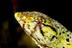 Polychrus marmoratus