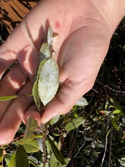 Zenobia pulverulenta