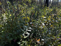 Zenobia pulverulenta