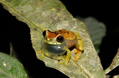 Dendropsophus