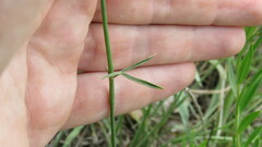 Stylosanthes