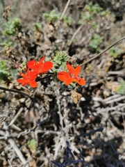 Pelargonium fulgidum