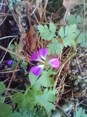 Geranium robertianum