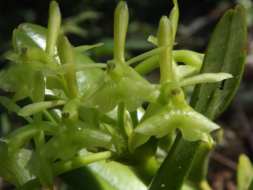 Epidendrum erectifolium Hágsater