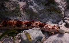 Holothuria pervicax