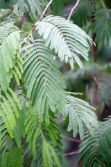 Leucaena pulverulenta