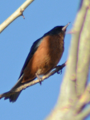 Diglossa baritula