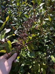 Zenobia pulverulenta