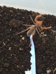 Eremobatidae