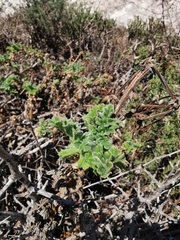 Pelargonium fulgidum