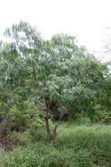 Leucaena pulverulenta