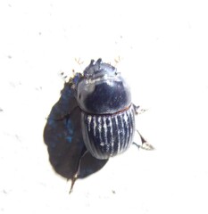 Xinidium dentilabris