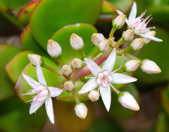 Crassula ovata